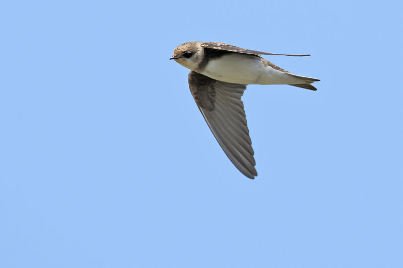 Sand Martin (Riparia riparia)