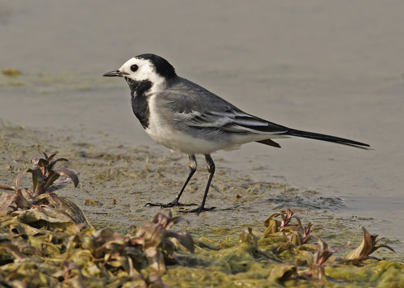 White Wagtail (Motacilla alba)