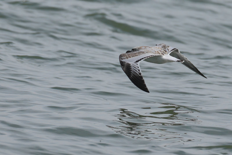 Mediterranean Gull (Ichthyaetus melanocephalus)