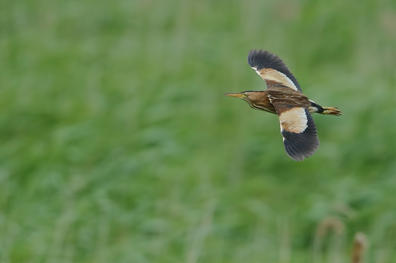 Little Bittern (Ixobrychus minutus) 