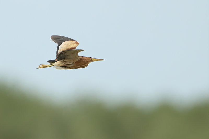 Little Bittern (Ixobrychus minutus) 