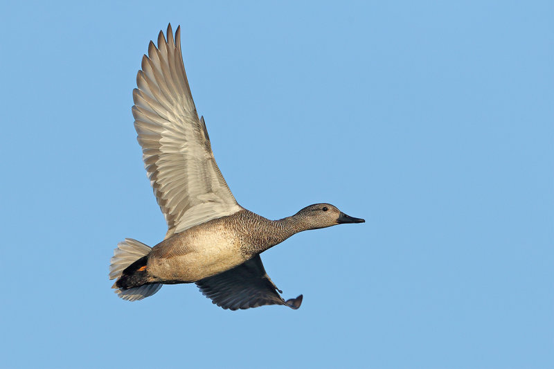 Gadwall (Anas strepera)