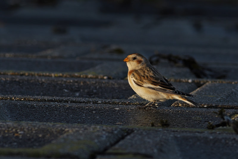 Snow Bunting (Plectrophenax nivalis) 