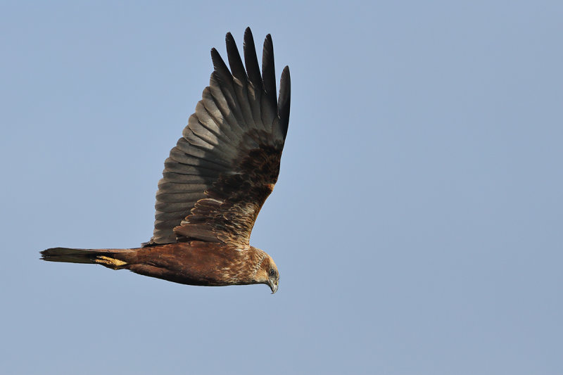 Western Marsh Harrier (Circus aeruginosus)