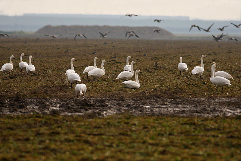 Bewick's Swan (Cygnus columbianus) 