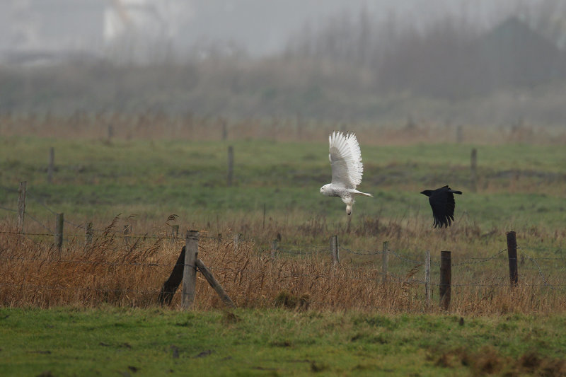 Snowy Owl (Bubo scandiacus)