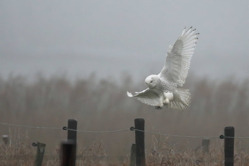 Snowy Owl (Bubo scandiacus)
