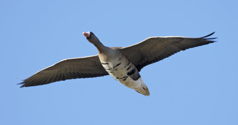 Greater white-fronted goose (Anser albifrons)