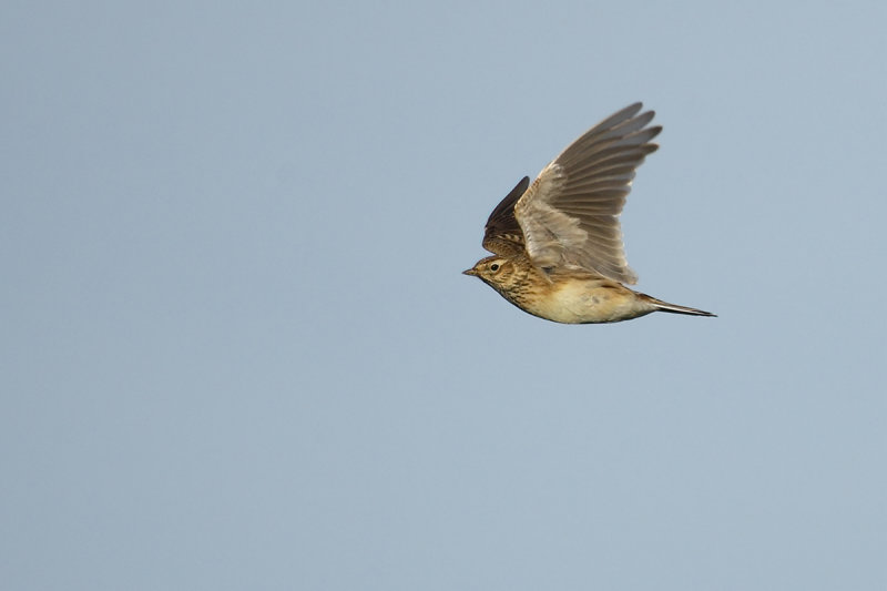 Eurasian Skylark (Alauda arvensis)