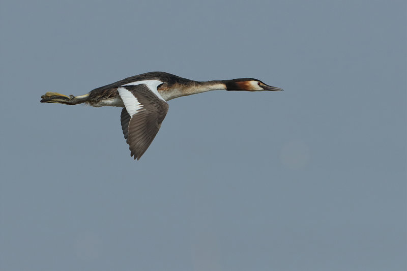 Great Crested Grebe (Podiceps cristatus)