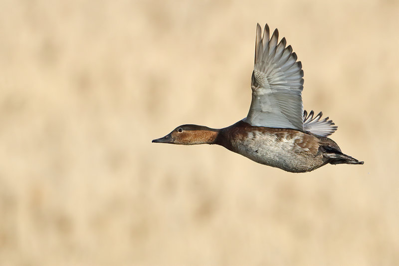 Common Pochard (Aythya ferina) 