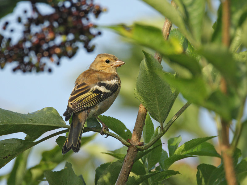 Common Chaffinch (Fringilla coelebs) 