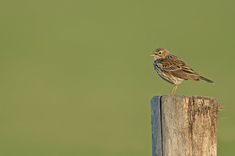 Meadow Pipit (Anthus pratensis) 