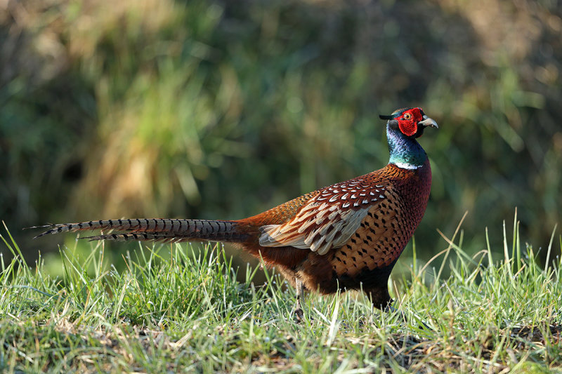 Common Pheasant (Phasianus colchicus) 