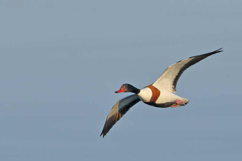 Common Shelduck (Tadorna tadorna)