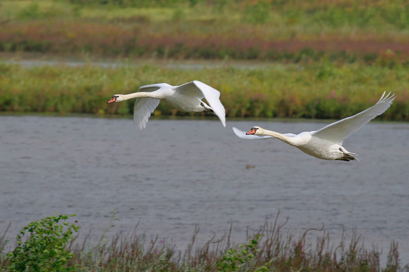 Mute swan (Cygnus olor)