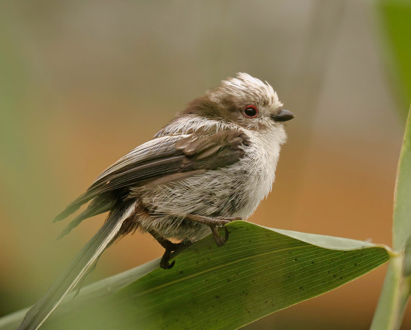 Long-tailed Tit (Aegithalos caudatus)