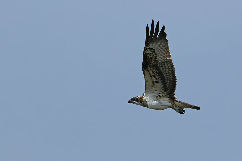 Osprey (Pandion haliaetus) 