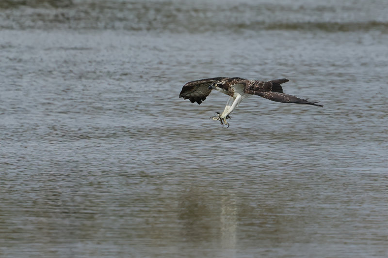 Osprey (Pandion haliaetus) 