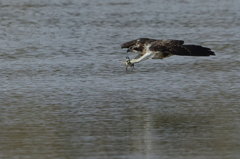 Osprey (Pandion haliaetus) 