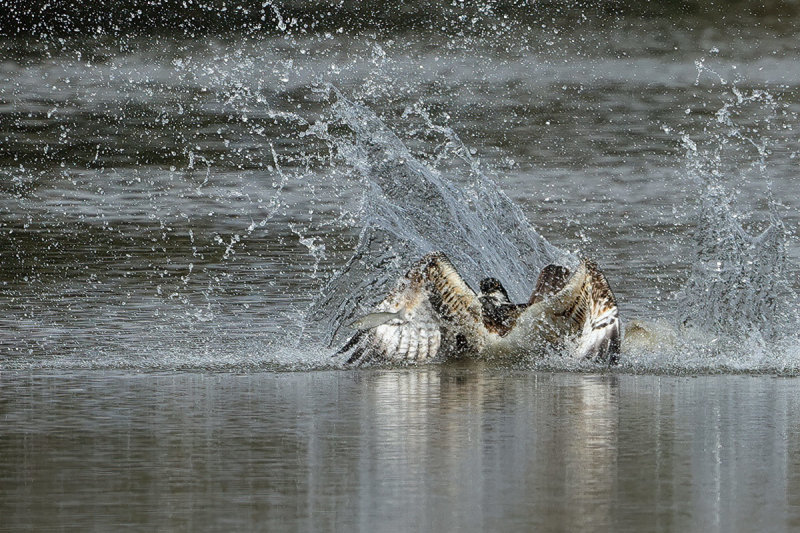Osprey (Pandion haliaetus) 