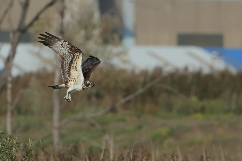 Osprey (Pandion haliaetus) 