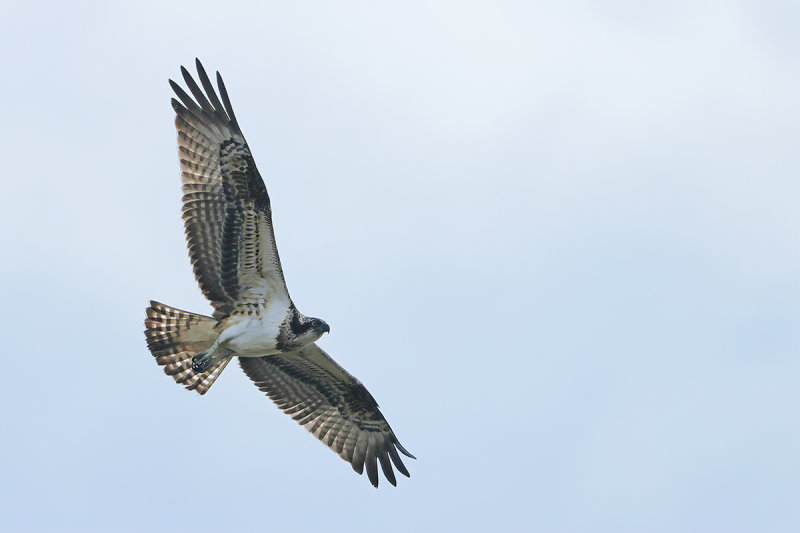 Osprey (Pandion haliaetus) 
