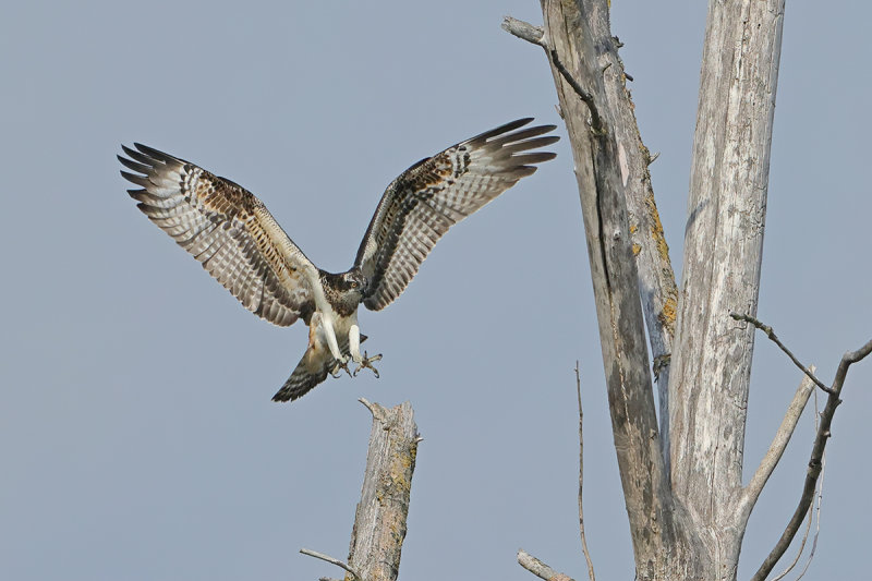 Osprey (Pandion haliaetus) 