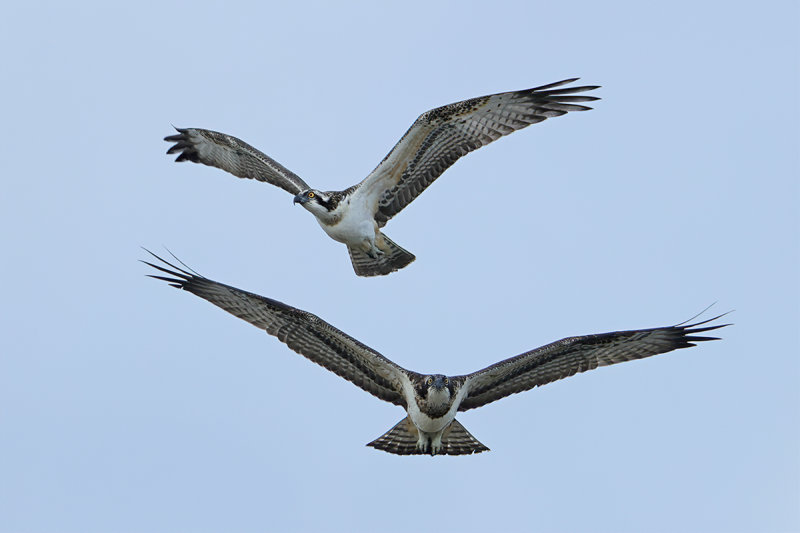 Osprey (Pandion haliaetus) 