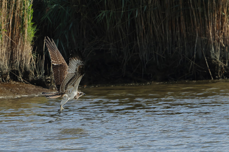 Osprey (Pandion haliaetus) 