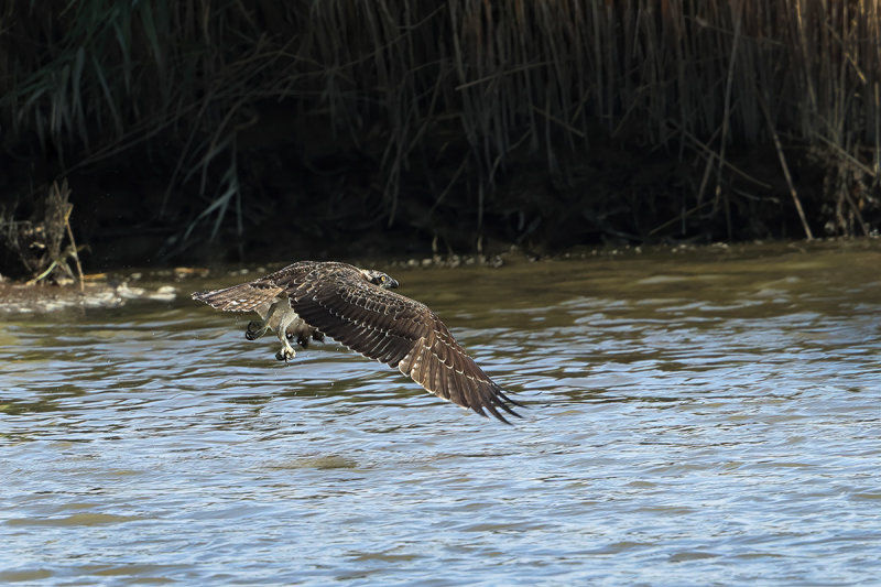 Osprey (Pandion haliaetus) 
