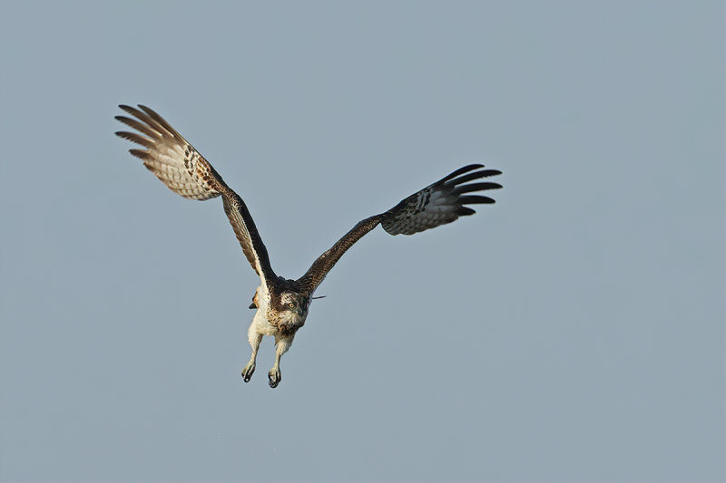 Osprey (Pandion haliaetus) 