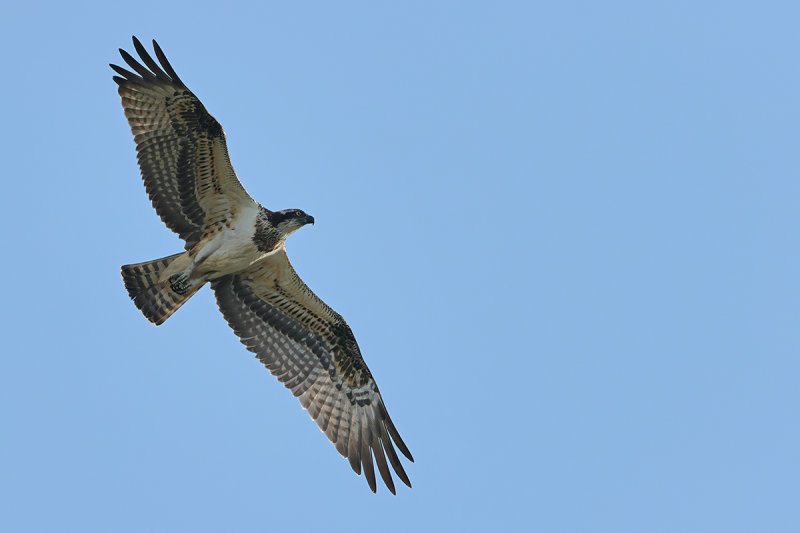 Osprey (Pandion haliaetus) 