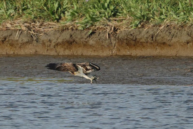 Osprey (Pandion haliaetus) 