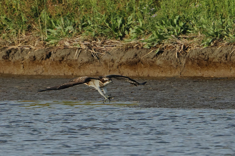 Osprey (Pandion haliaetus) 
