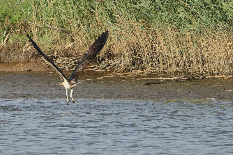 Osprey (Pandion haliaetus) 