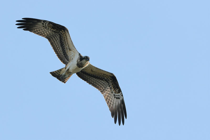 Osprey (Pandion haliaetus) 