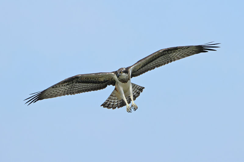 Osprey (Pandion haliaetus) 