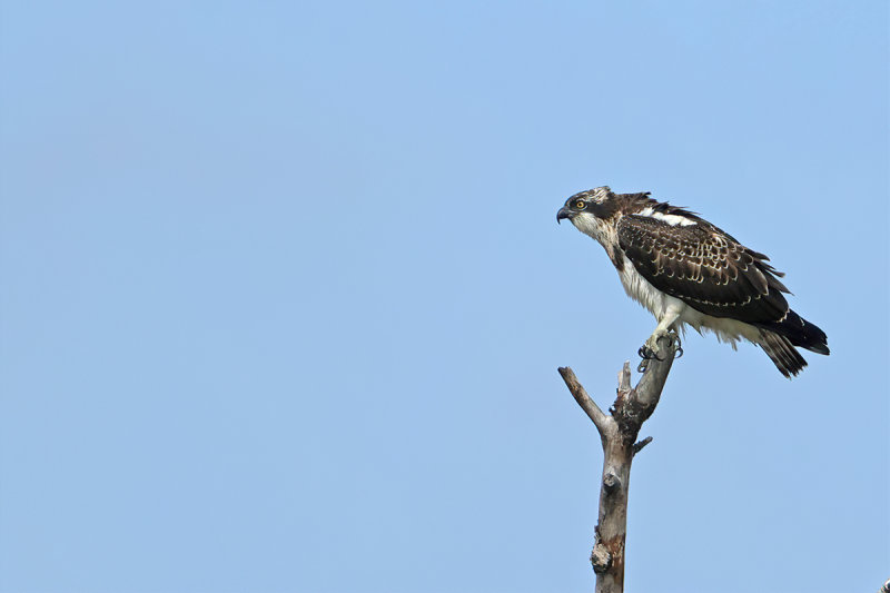 Osprey (Pandion haliaetus) 