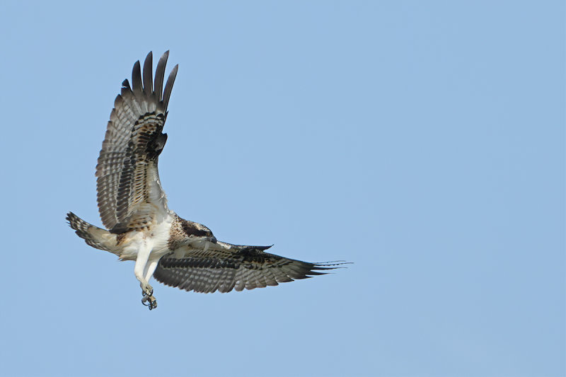 Osprey (Pandion haliaetus) 
