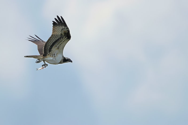 Osprey (Pandion haliaetus) 