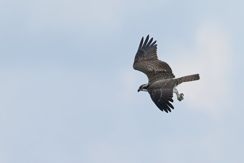Osprey (Pandion haliaetus) 
