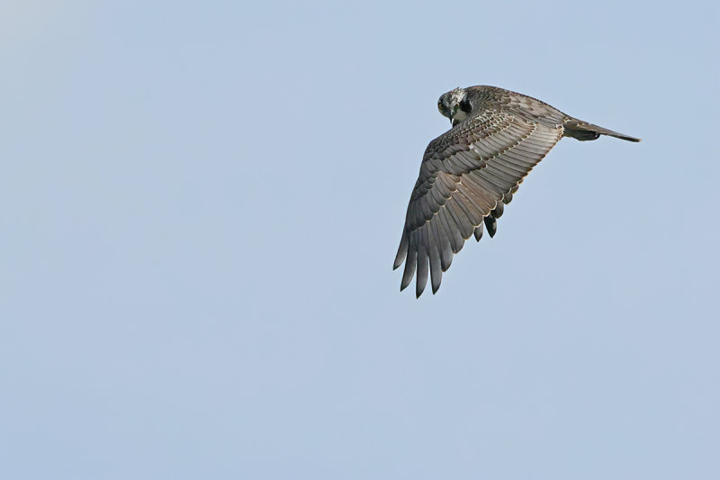 Aberrant young male Osprey Kruibeke
