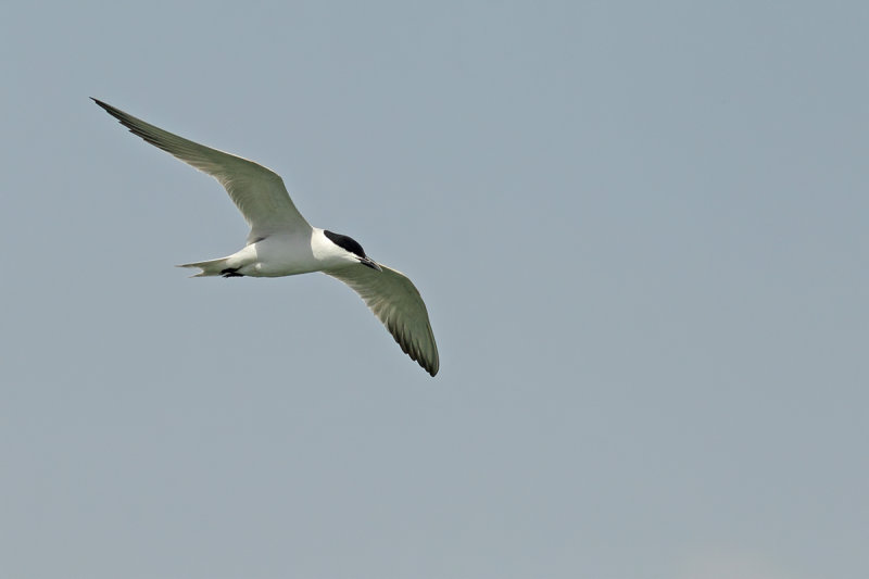 Gull-billed Tern (Gelochelidon nilotica) 