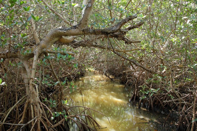 Mangrove look through