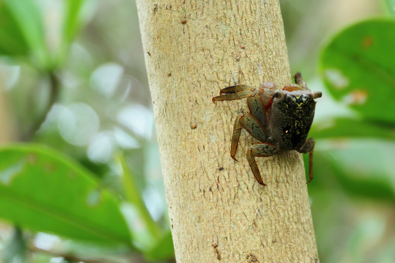 Mangrove tree crab - (Aratus pisonii)
