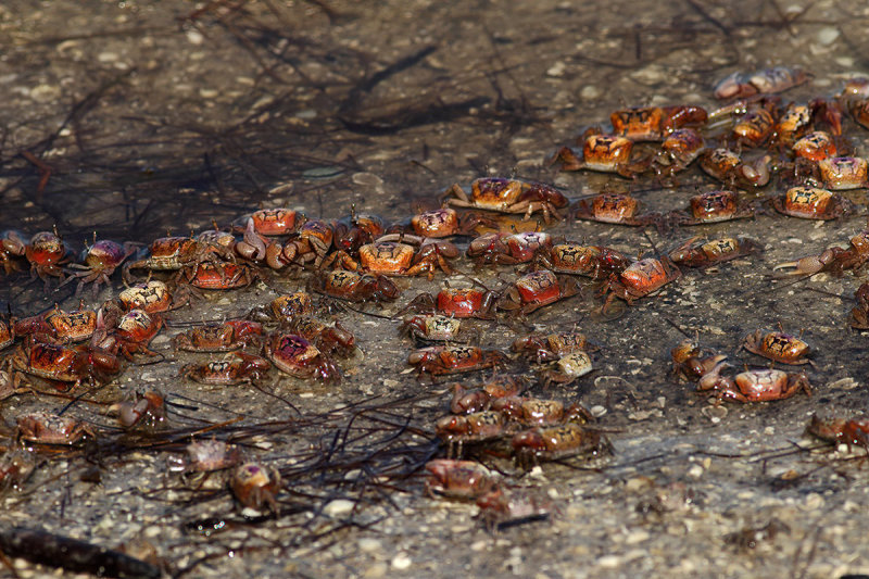 Sand fiddler crab - (Uca pugilator)