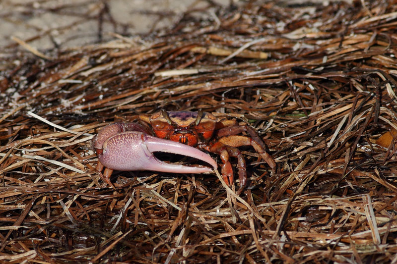 Sand fiddler crab - (Uca pugilator)
