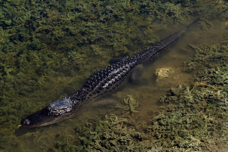 Mississippialligator (Alligator mississippiensis)