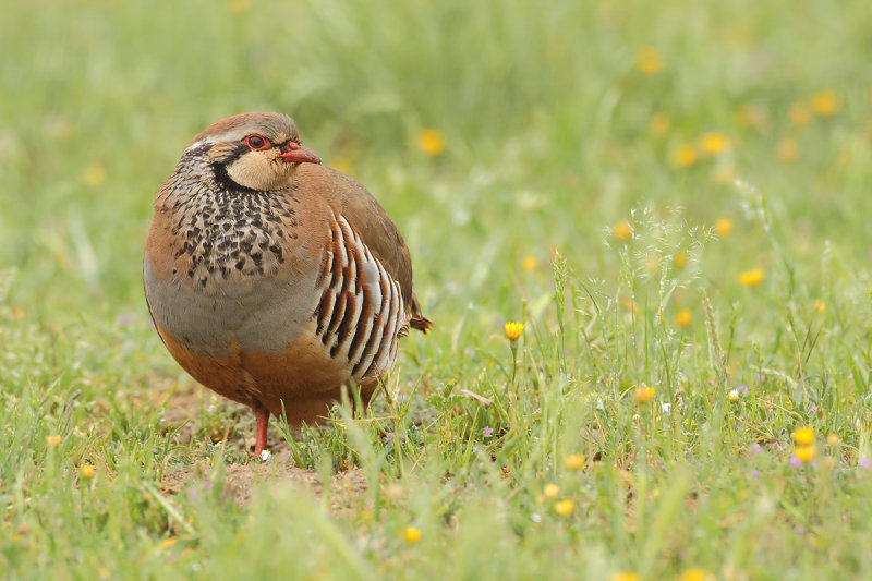 Red-legged Partridge (Alectoris rufa) 